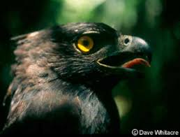 (Spizaetus tyrannus)