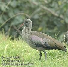 Ibis hagedaš Hagedashibis