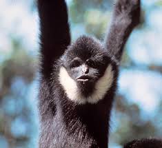 or Hylobates concolor or