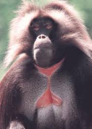Theropithecus Gelada
