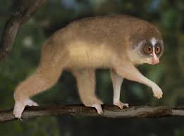 Data review for Loris