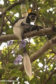 (Colobus angolensis)