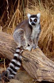 lemur (Lemur catta) has a