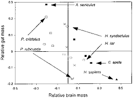 Presbytis rubicunda,