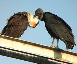 caracara cheriway.