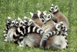 Lemur catta. Habitat: