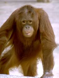 Hominidae
