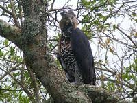 Stephanoaetus coronatus