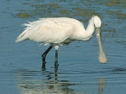 Platalea leucorodia