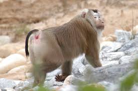 leonina (Macaca nemestrina