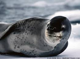 Eudyptes robustus,