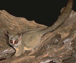 Subgroups; Lemuridae