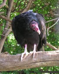 Cathartes aura