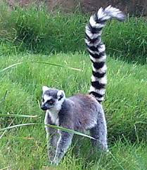 Lemur picture, Lemur catta