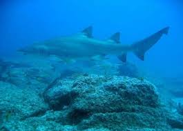 Carcharias taurus photo