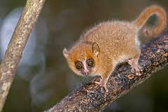(Microcebus murinus) here: