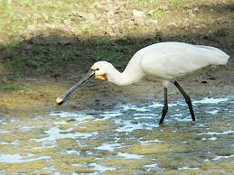 (Platalea leucorodia) is a