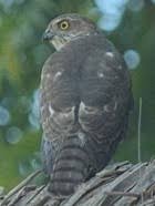Accipiter madagascariensis