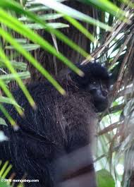 (lophocebus albigena)