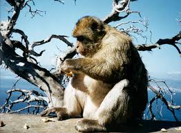 (Macaca sylvanus) photo by