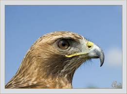 (Buteo Buteo) by Ard's photos.