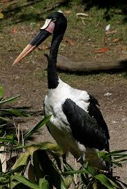 Stork (Ephippiorhynchus