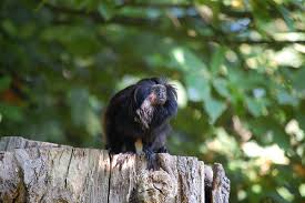 Tamarin (Leontopithecus