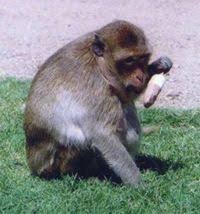 Macaca fascicularis is a