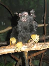 (Saguinus midas) - Wiki