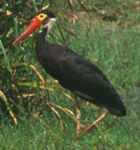 Storm's Stork, Ciconia stormi