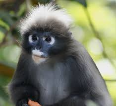 (Trachypithecus obscurus)