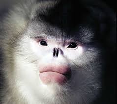 滇金絲猴(Rhinopithecus bieti)