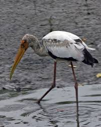Milky Stork (Mycteria cinerea)