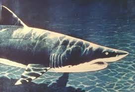 shark, Carcharias taurus