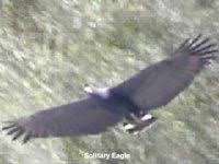Harpyhaliaetus solitarius
