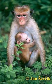 makak bandar, Macaca sinica,