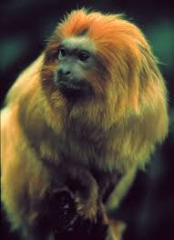 Leontopithecus rosalia