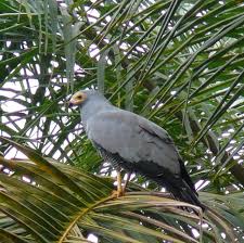 File:Polyboroides typus