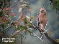 Javan Hawk Eagle - Spizaetus