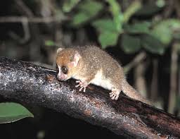 Lepilemur microdon