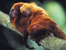 (Leontopithecus rosalia)