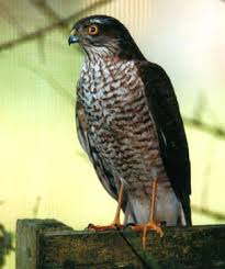 Accipiter nisus. Size: