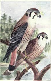 Falco Sparverius Peninsularis