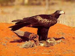 Eagle (Aquila audax)<!