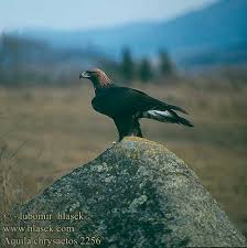 Aquila chrysaetos,