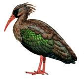 note Bostrychia olivacea