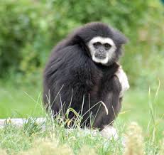 Gibbon (Hylobates lar) <!