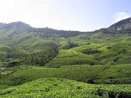 Munnar - tea plantation