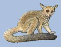 Image of: Otolemur garnettii