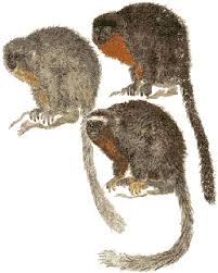 Zoology -- New World Monkeys